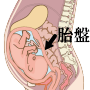 図解-胎盤（たいばん）