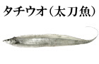 タチウオ（太刀魚）